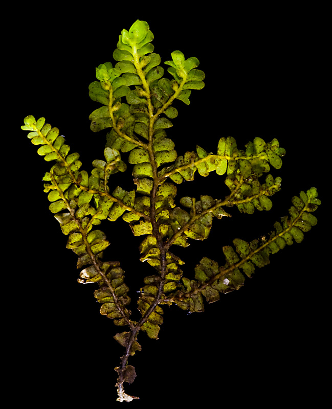 Porella pinnata
